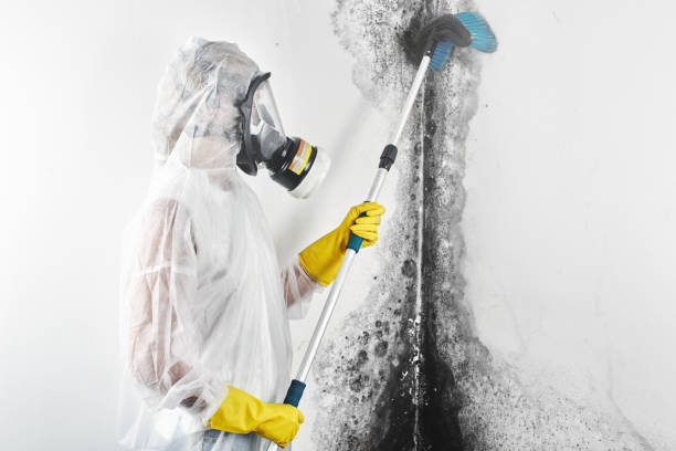 Best Black Mold Removal  in Crossville, TN